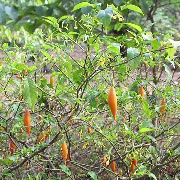 Buy Iboga Online