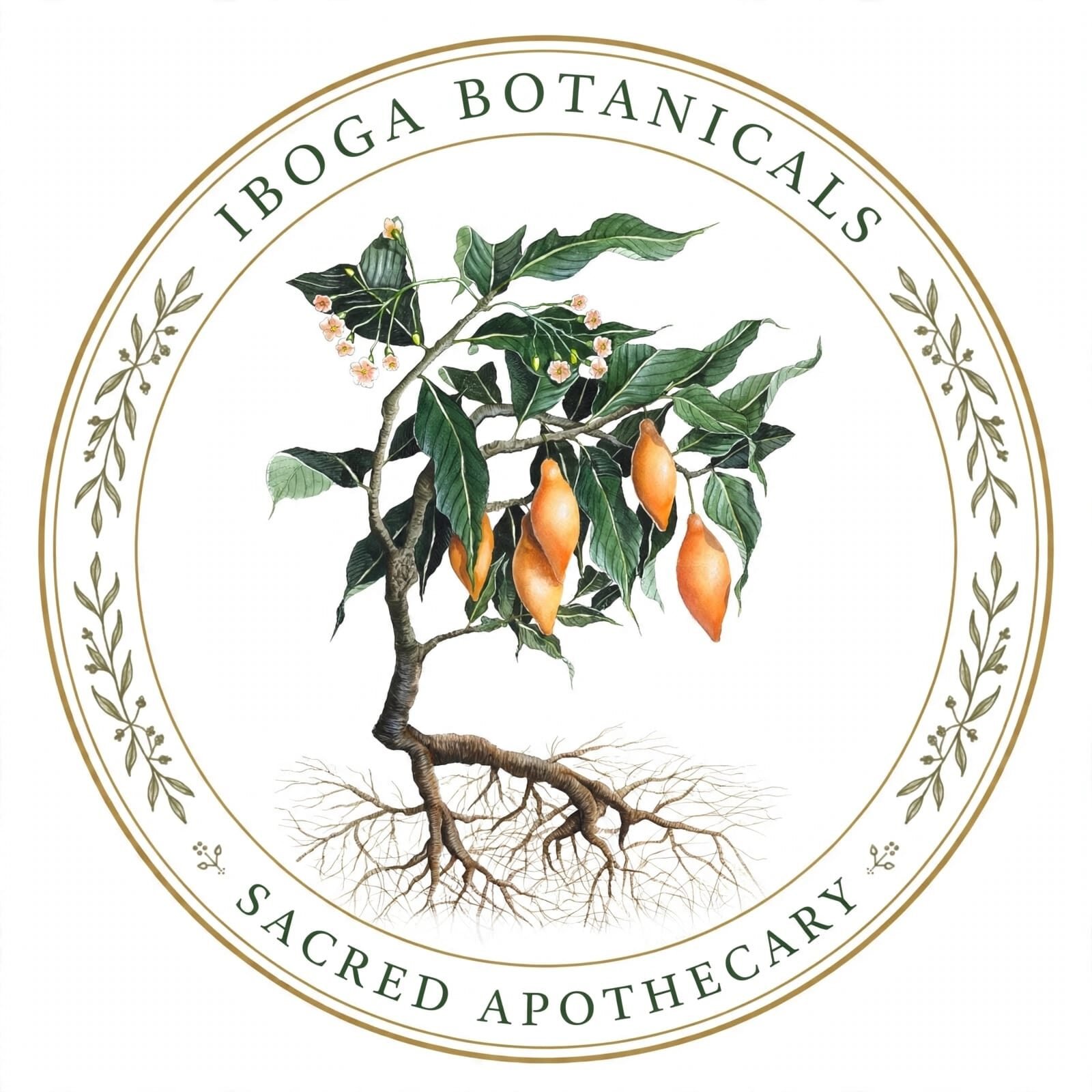 Buy Iboga Online